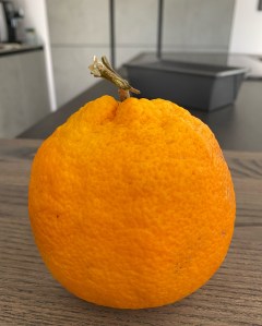 Washington variety orange La Sovrana Azienda Agricola